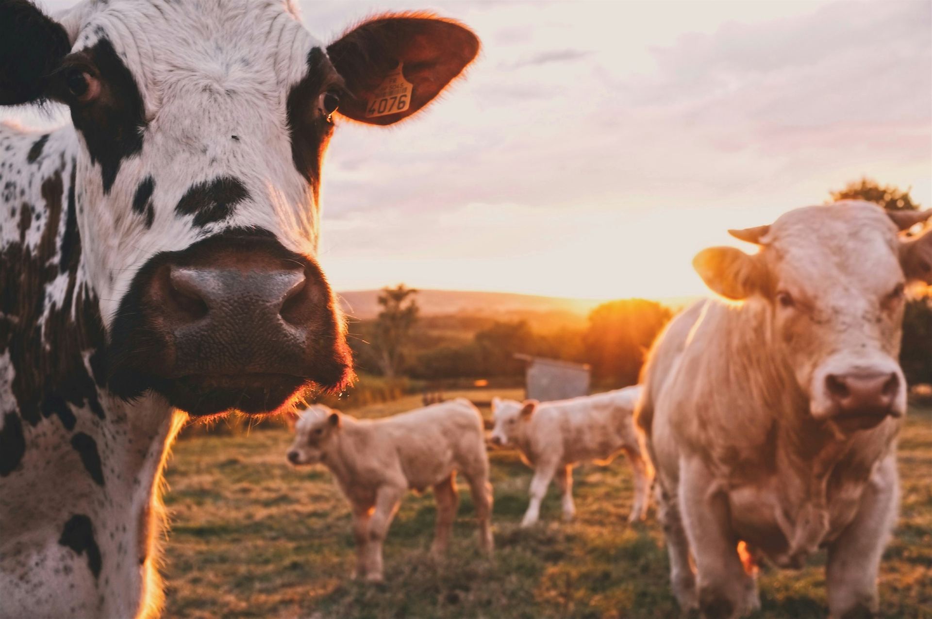 Cattle in an Australian paddock