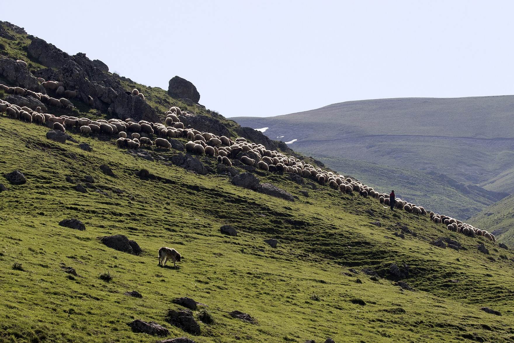 Sheep flock on a hill